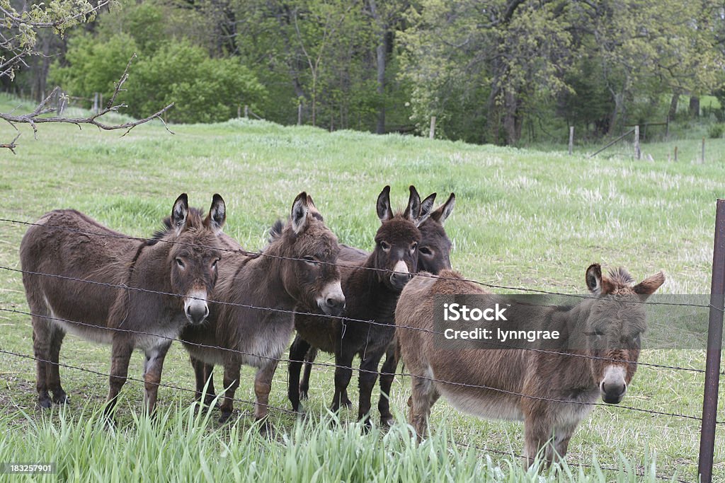 Petit âne troupeau en pâturage. - Photo de Agriculture libre de droits