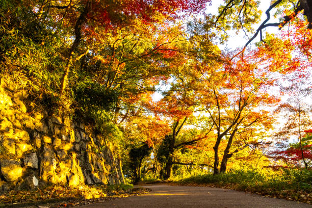 istock Mt. Rokko dyed in autumn leaves 1832580521