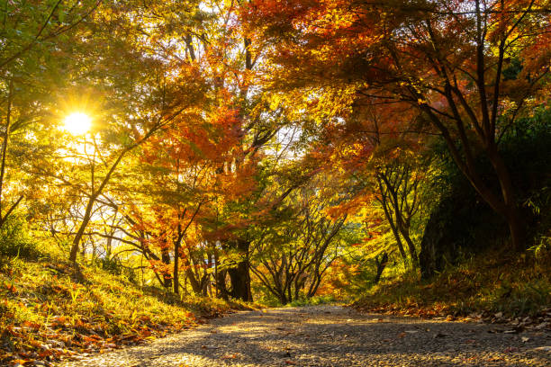 Mt. Rokko dyed in autumn leaves
