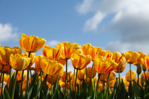 Tulips - with early morning dew still visible on the petals