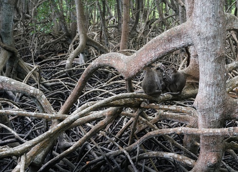 The Bama Beach mangrove forest is located on the border of Situbondo and Banyuwangi, in the Baluran National Park area