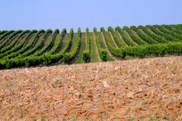 Simple graphic landscape of grape vines and ploughed field near Rejaumont, Gers, France