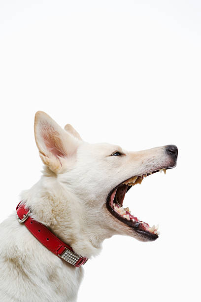 Barking white fur dog with red collar stock photo