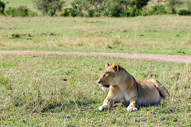 istock Lioness in Masai Mara, Kenya 183258443