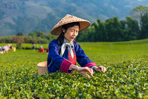 Group of senior asian women in traditional cloth picking fresh tea leave in the morning in her hill side tea farming and plantation business