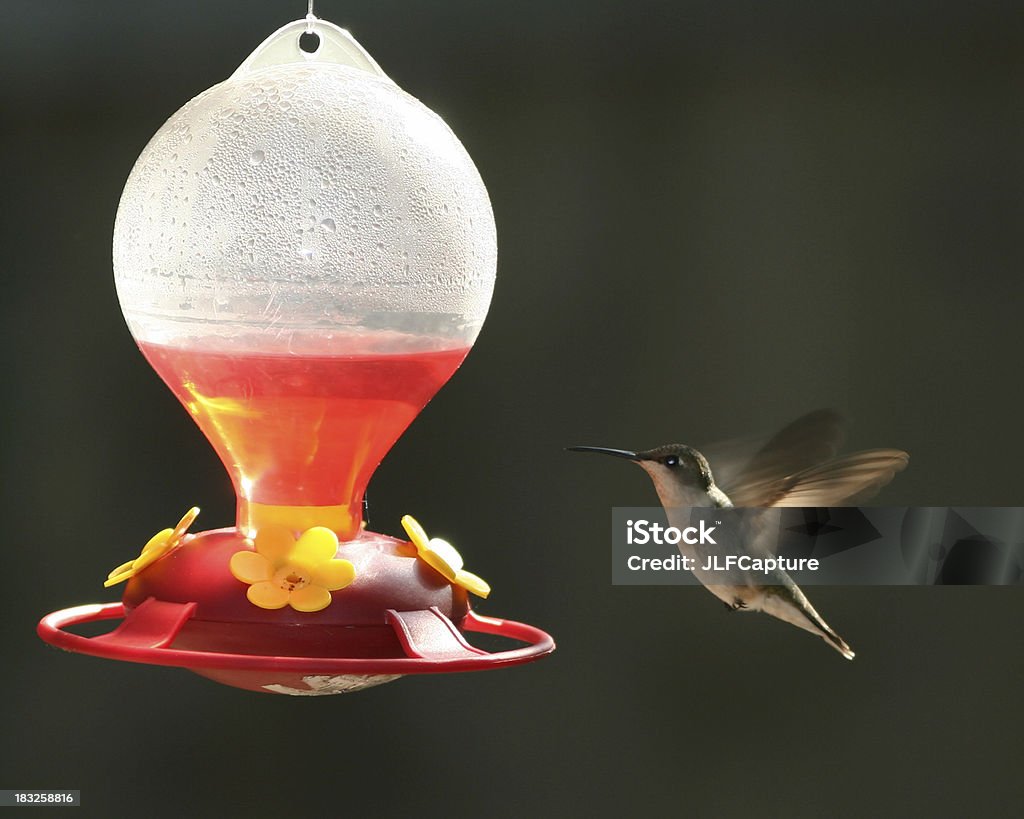 Hummingbird at the Feeder a hummingbird hovering near a nectar feeder more hummingbirds Feeding Stock Photo