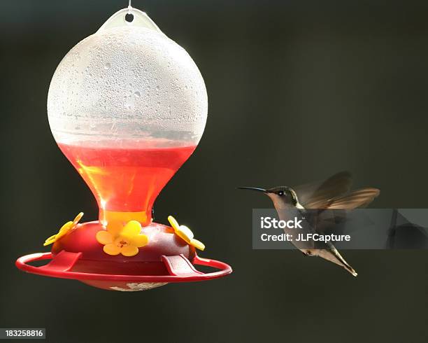 Hummingbird At The Feeder Stock Photo - Download Image Now - Feeding, Hummingbird, Animal