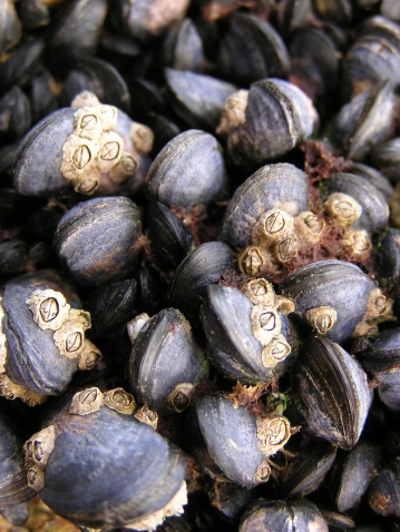 Purple Mussels encrusted with barnacles