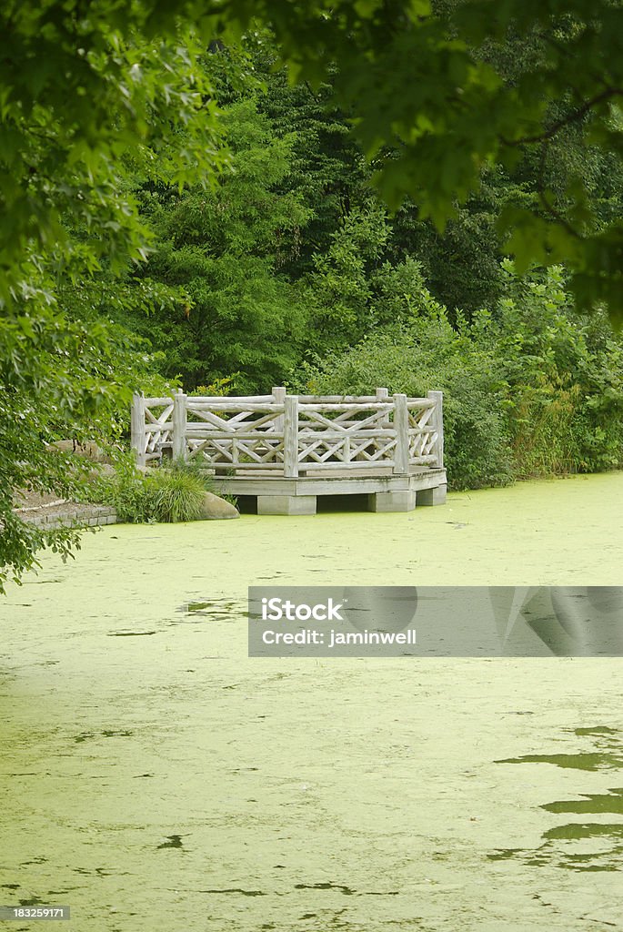 green park natural area with algae ridden lake Algae Stock Photo