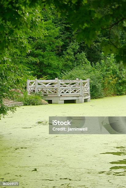 Green Park Natural Area With Algae Ridden Lake Stock Photo - Download Image Now - Algae, Beauty In Nature, Brooklyn - New York