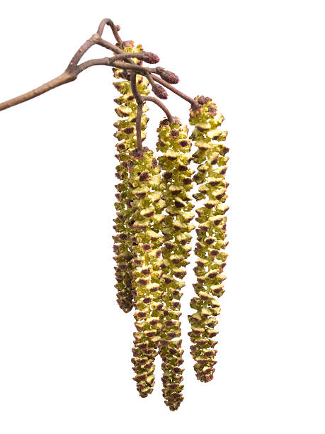 알 더의 catkins - inflorescence alder tree glutinosa aments 뉴스 사진 이미지