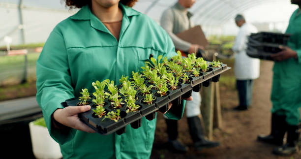 Farmer, nursery tray and plants in garden, sustainable farming and worker for agriculture, gardening and growth. Gardener, ecology and organic products for eco friendly, greenhouse or food production Farmer, nursery tray and plants in garden, sustainable farming and worker for agriculture, gardening and growth. Gardener, ecology and organic products for eco friendly, greenhouse or food production greenhouse nightclub nyc photos stock pictures, royalty-free photos & images