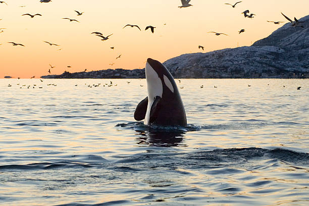 big orca atardecer spyhop - ballena orca fotografías e imágenes de stock