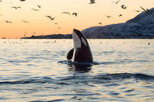 999+ Orca Pictures | Download Free Images on Unsplash