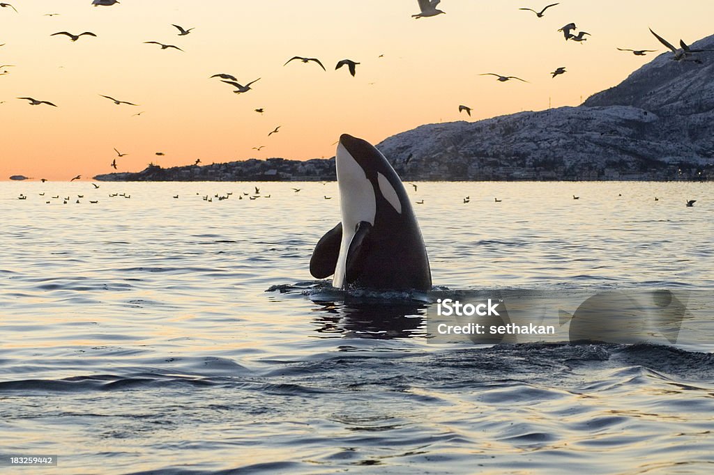 Big Orca Sunset Spyhop  Orca Stock Photo
