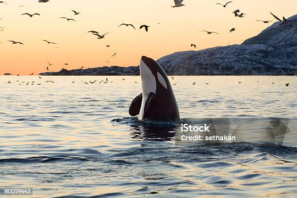 Big Orca Sunset Spyhop Stock Photo - Download Image Now - Orca, Whale, Animal Wildlife