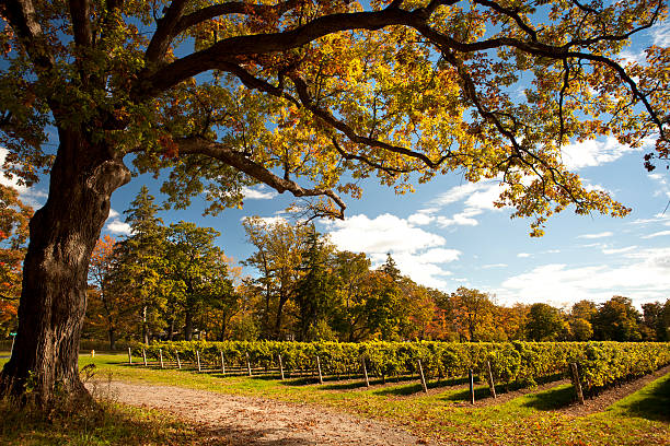 uva su un'azienda vinicola vite - vineyard ripe crop vine foto e immagini stock