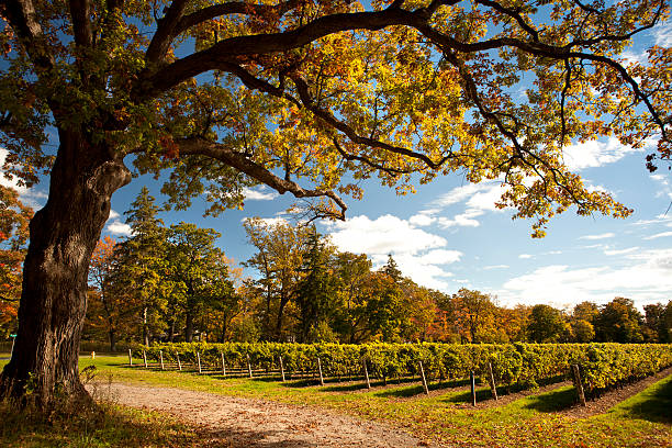 uvas videira em um estabelecimento vinícola - napa valley vineyard autumn california imagens e fotografias de stock