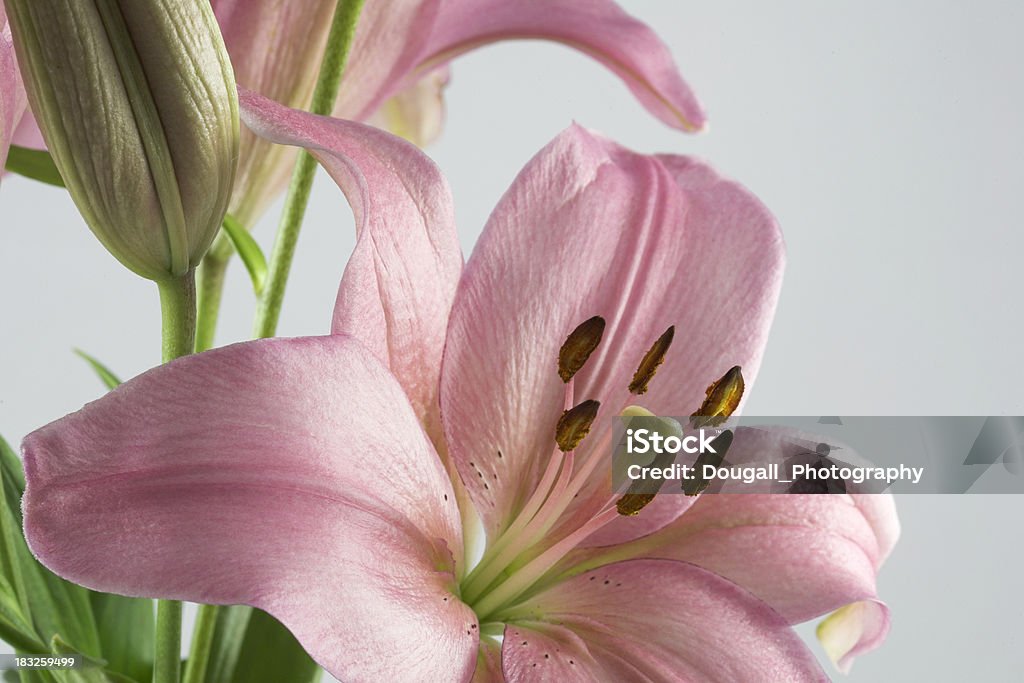 Pink Lily contra fondo blanco - Foto de stock de Arbusto libre de derechos