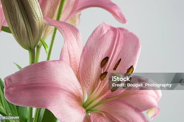 Foto de Lírio Rosa Com Fundo Branco e mais fotos de stock de Arbusto - Arbusto, Arranjo, Arranjo de Flores