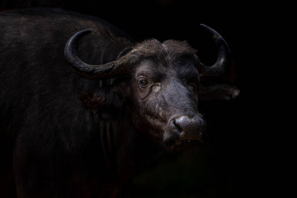 Out of the dark steps a Cape buffalo, Kruger Park.