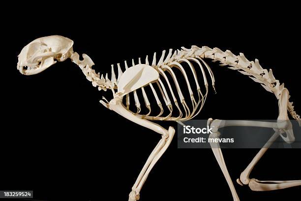 Kot Szkielet - zdjęcia stockowe i więcej obrazów Kot domowy - Kot domowy, Szkielet zwierzęcia, Anatomia człowieka