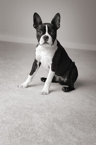 Black and white portrait of a Boston Terrier dog sitting on carpet and looking at camera.