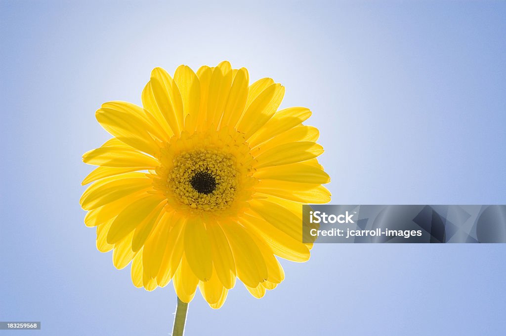 yellow daisy against blue sky Yellow daisy up against bright blue sky.See all of my aArtistic and Abstract BackgroundaA images: Abstract Stock Photo