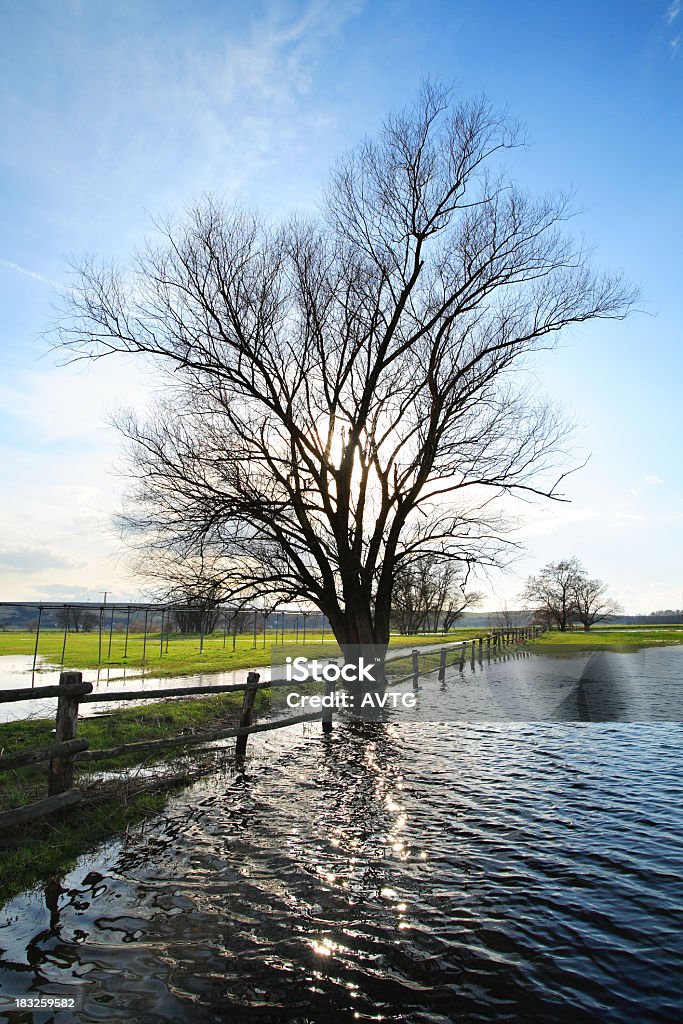 Flooded Pasture backlighted poplar tree Agricultural Field Stock Photo