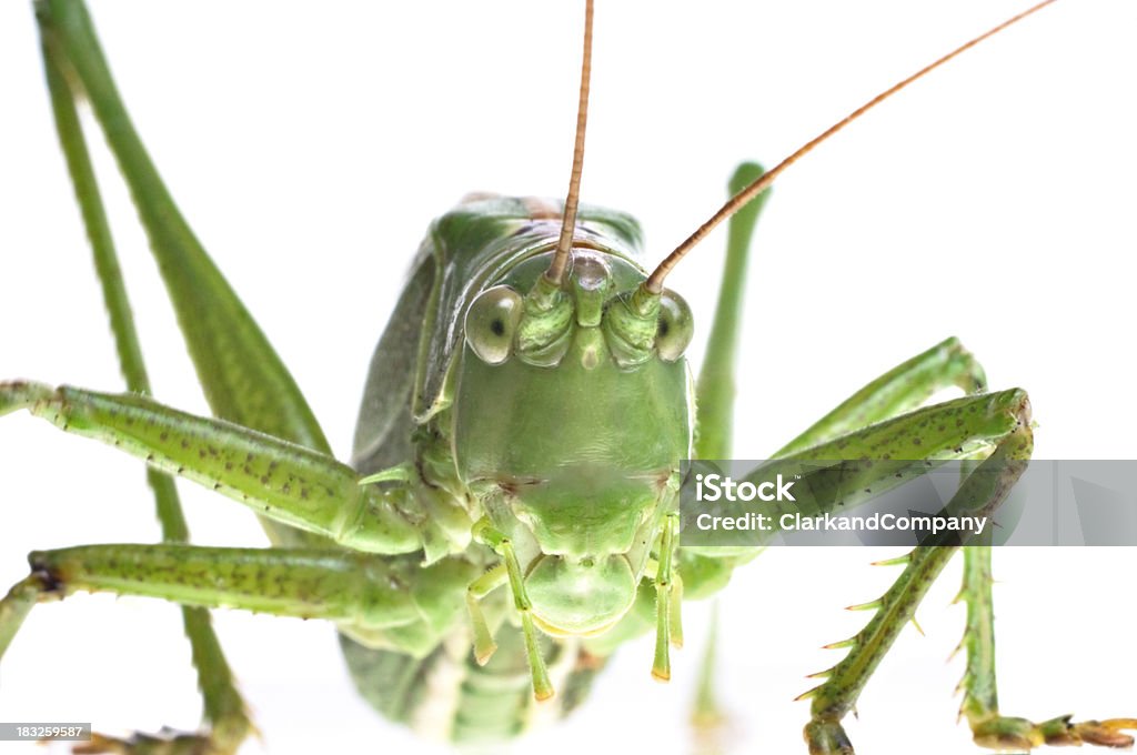 Incredibile primo piano di un grande verde Cavalletta Orthoptera - Foto stock royalty-free di Cavalletta - Ortottero