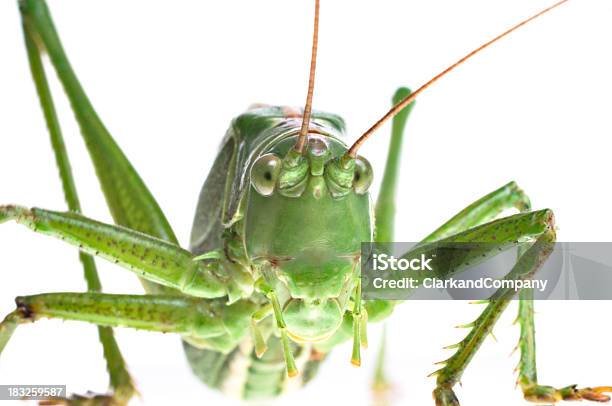 Incredibile Primo Piano Di Un Grande Verde Cavalletta Orthoptera - Fotografie stock e altre immagini di Cavalletta - Ortottero