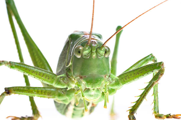 Locusts perch on weeds in North China