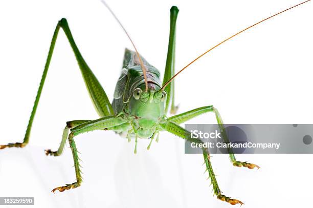 Primer Plano De Grandes Orthoptera Saltamontes Verde Sobre Fondo Blanco Foto de stock y más banco de imágenes de Animal