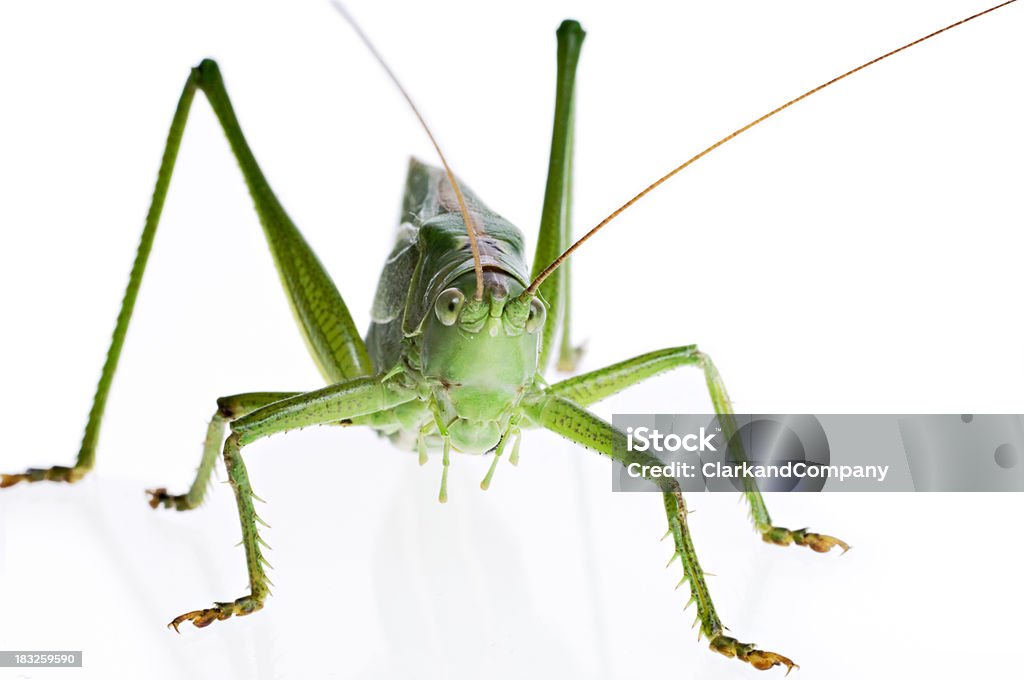Gros plan de Grande sauterelle verte sur fond blanc orthoptères - Photo de Antennes libre de droits