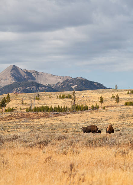 istock Wild Bisons raoming Yellowstone National park 183259663