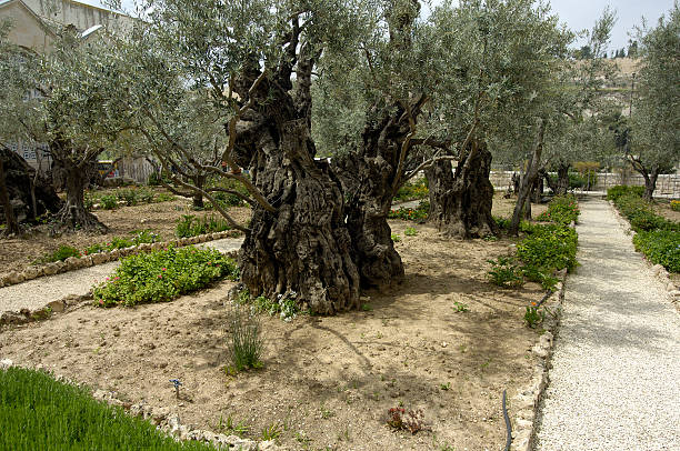 istock Garden of Gethsemane 183259816