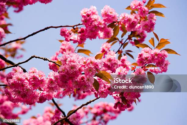 桜の花 - オーガニックのストックフォトや画像を多数ご用意 - オーガニック, カラフル, コンセプト