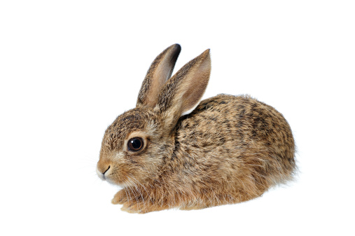 Young of Brown Hare (Lepus europaeus) isolated on white.