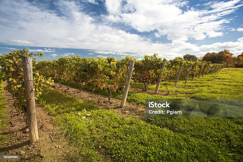 Winogrona na wino winorośli - Zbiór zdjęć royalty-free (Jesień)