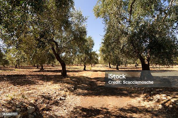 The Olive Роща — стоковые фотографии и другие картинки Оливковый сад - Оливковый сад, Апулия, Оливковое дерево
