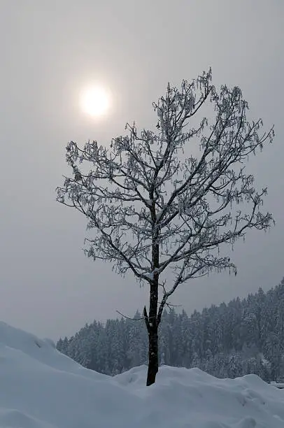tree at winter morning