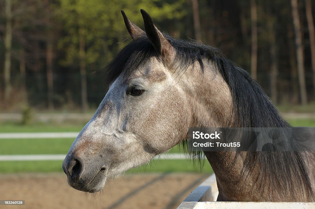 Retrato de caballos - Foto de stock de Actividades recreativas libre de derechos