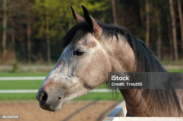 Photo libre de droit de Portrait De Cheval banque d'images et plus d'images libres de droit de Activité de loisirs - Activité de loisirs, Animaux domestiques, Beauté