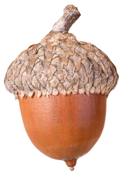 Acorn – zdjęcie