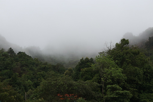 The mist hung above the trees and was dripping down. It was amazing.