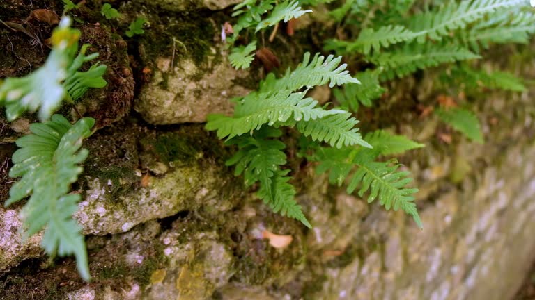 Delicate fern leaves emerge from a stone wall, swaying gracefully in the wind, creating a mesmerizing dance between nature and architecture