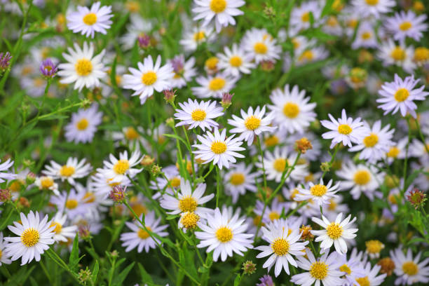 White Kalimeris incisa or Japanese Aster 'Charlotte' in flower White Kalimeris incisa or Japanese Aster 'Charlotte' in flower kalimeris incisa stock pictures, royalty-free photos & images
