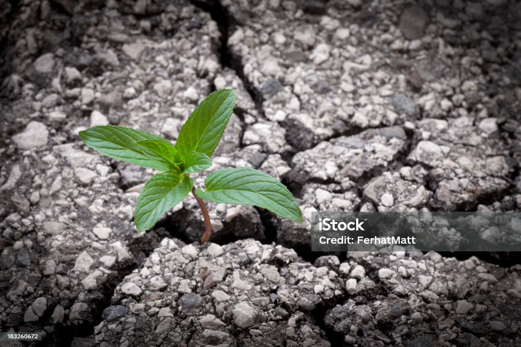 La nueva vida. Verde de la planta desde el asfalto. - Foto de stock de Agrietado libre de derechos