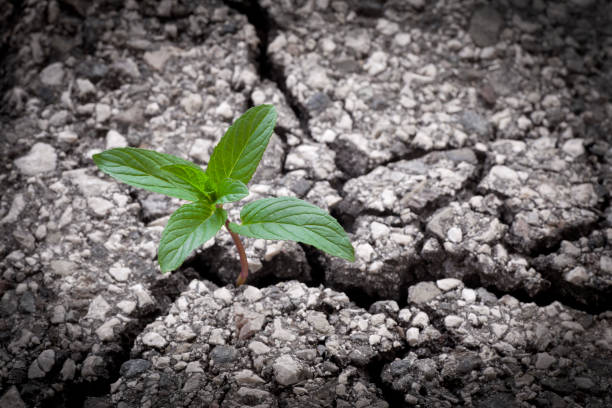 istock New Life. Green plant from the asphalt. 183260672