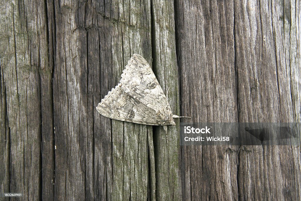 Falena Camouflage - Foto stock royalty-free di Ambientazione esterna